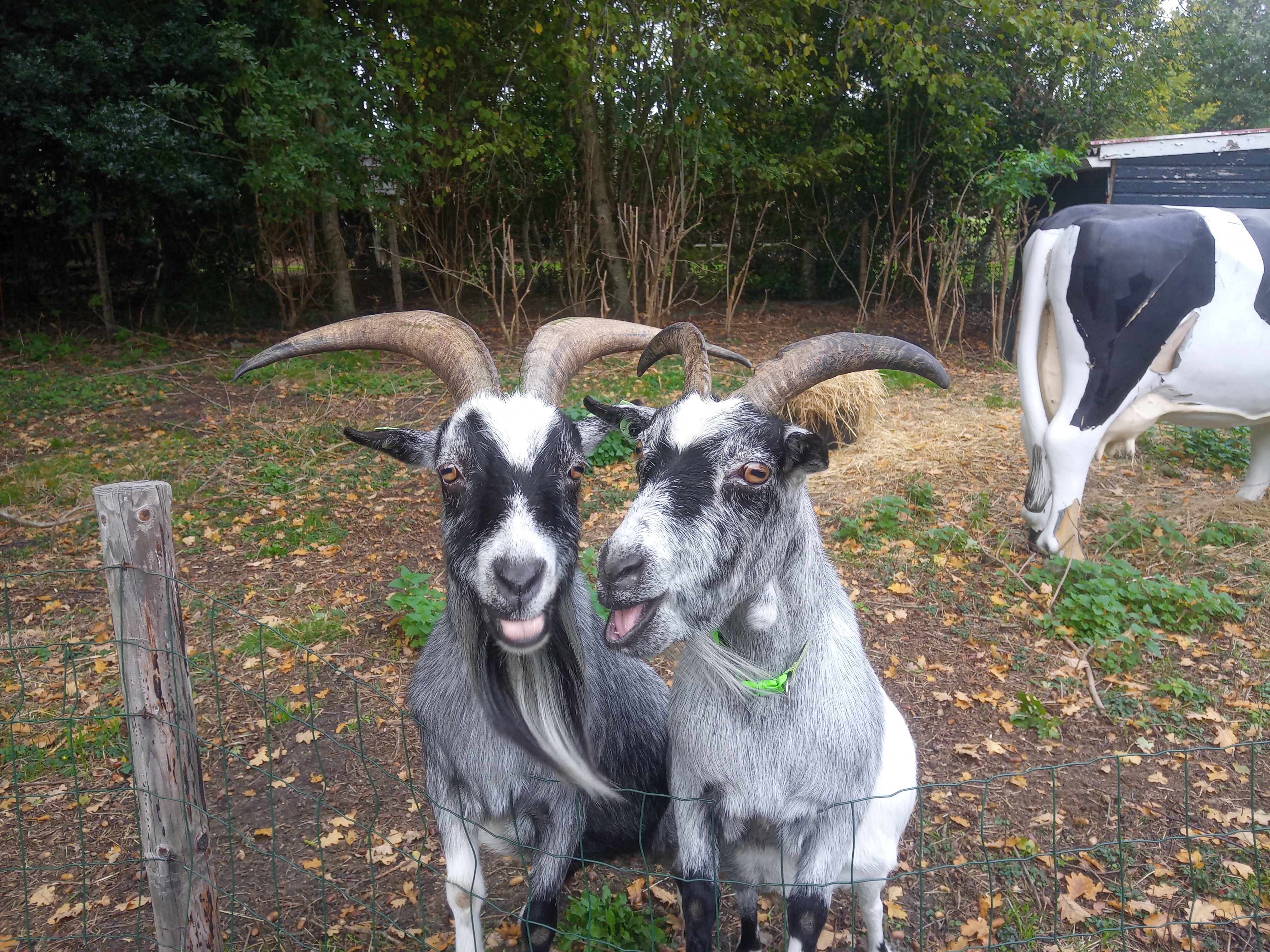 IMG 20251007 163832 9